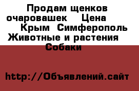 Продам щенков очаровашек! › Цена ­ 6 000 - Крым, Симферополь Животные и растения » Собаки   